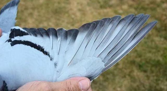 赛鸽主羽皱纹怎么回事,赛鸽粪便有血怎么回事