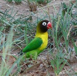 动物萌宠鹦鹉怎么养活的,如何训练不是手养的牡丹鹦鹉