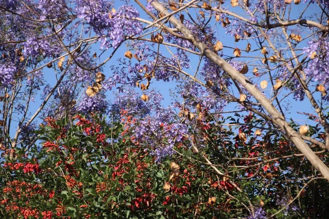 凉山最漂亮的花海,西昌赏花攻略