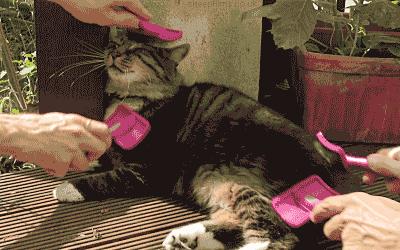 猫咪轻松除毛,猫咪毛发干枯毛躁怎么护理