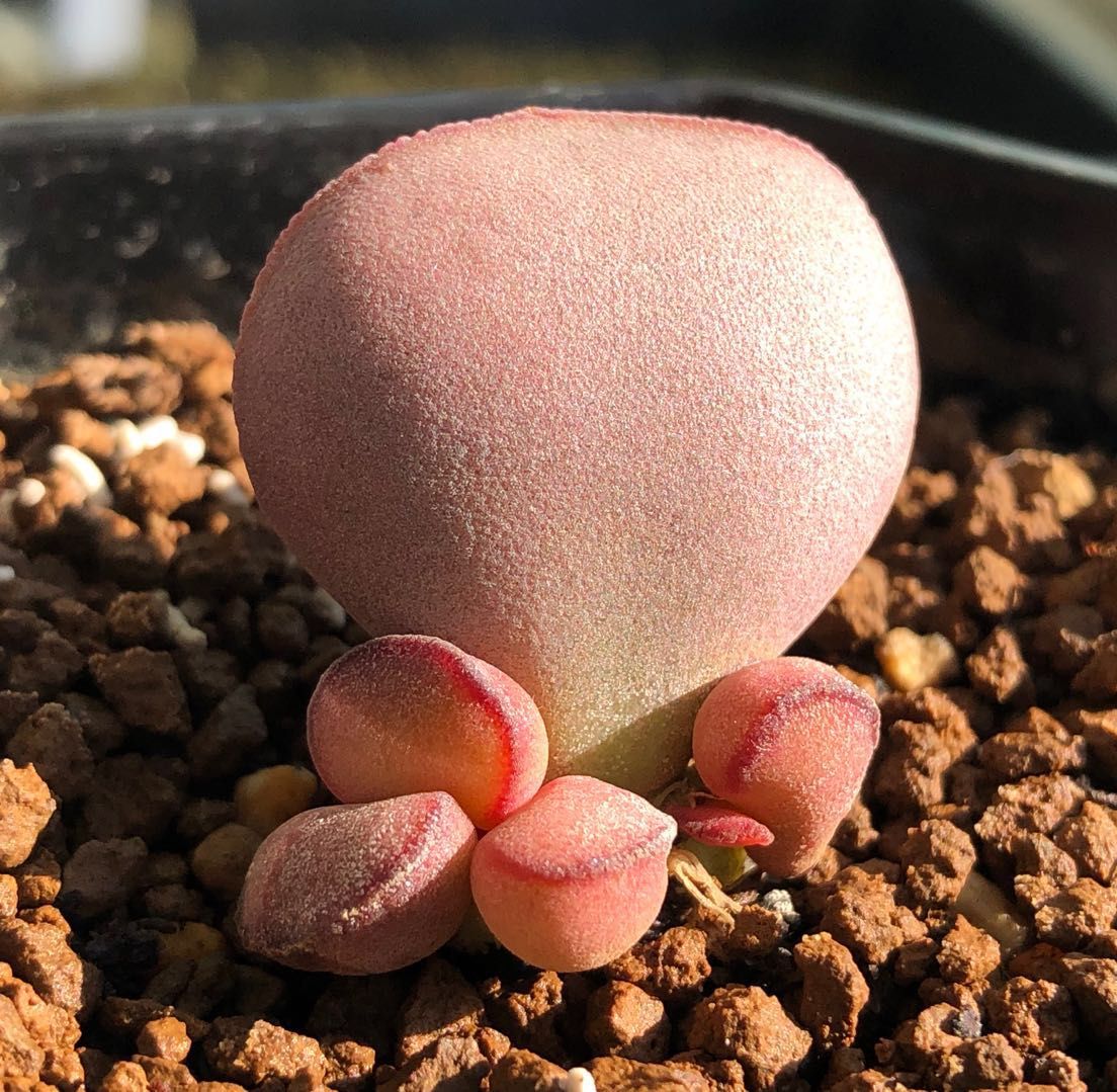 水泡多肉大全,水泡多肉叶片发焉