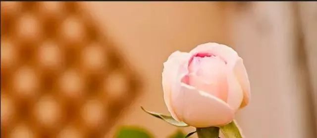 一万年一次的2020520;一起认识100种玫瑰~别送错啊