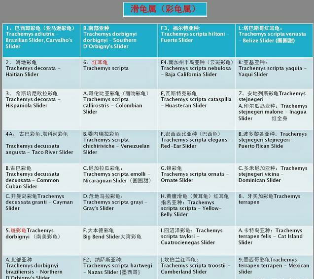 巴西脸龟类成体大小,巴西脸的龟长大什么样