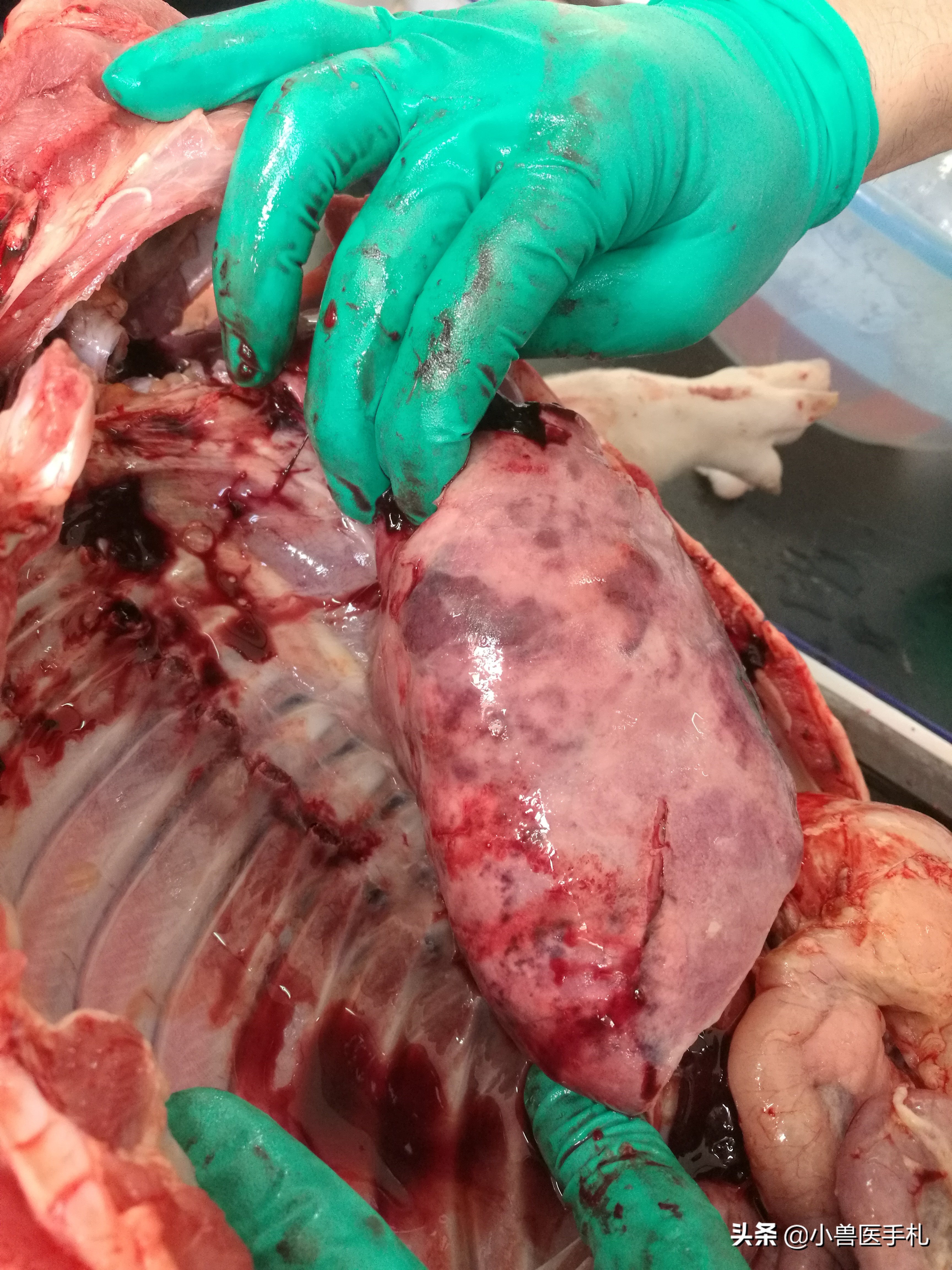 猪：副猪、链球菌、沙门、PCV、MHP病例分享