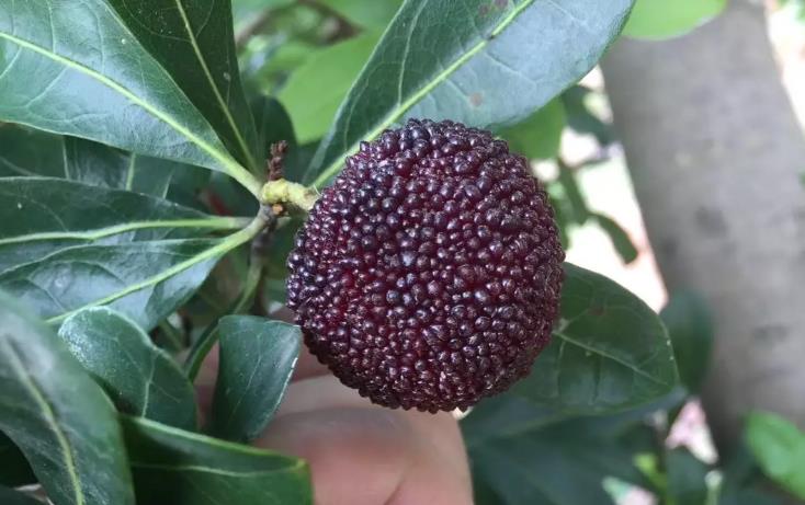 杨梅果子上长肉是什么原因,杨梅果树上的凸起物