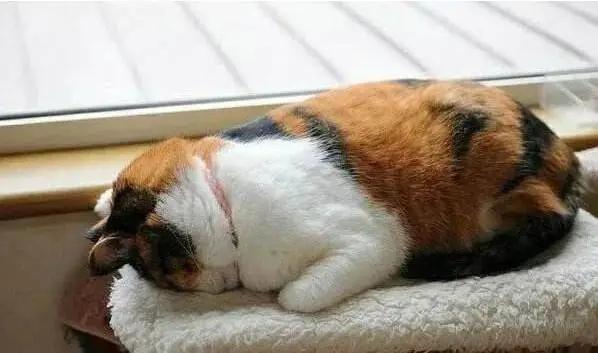 奶牛猫就是神经猫,奶牛猫不是一般的淘气