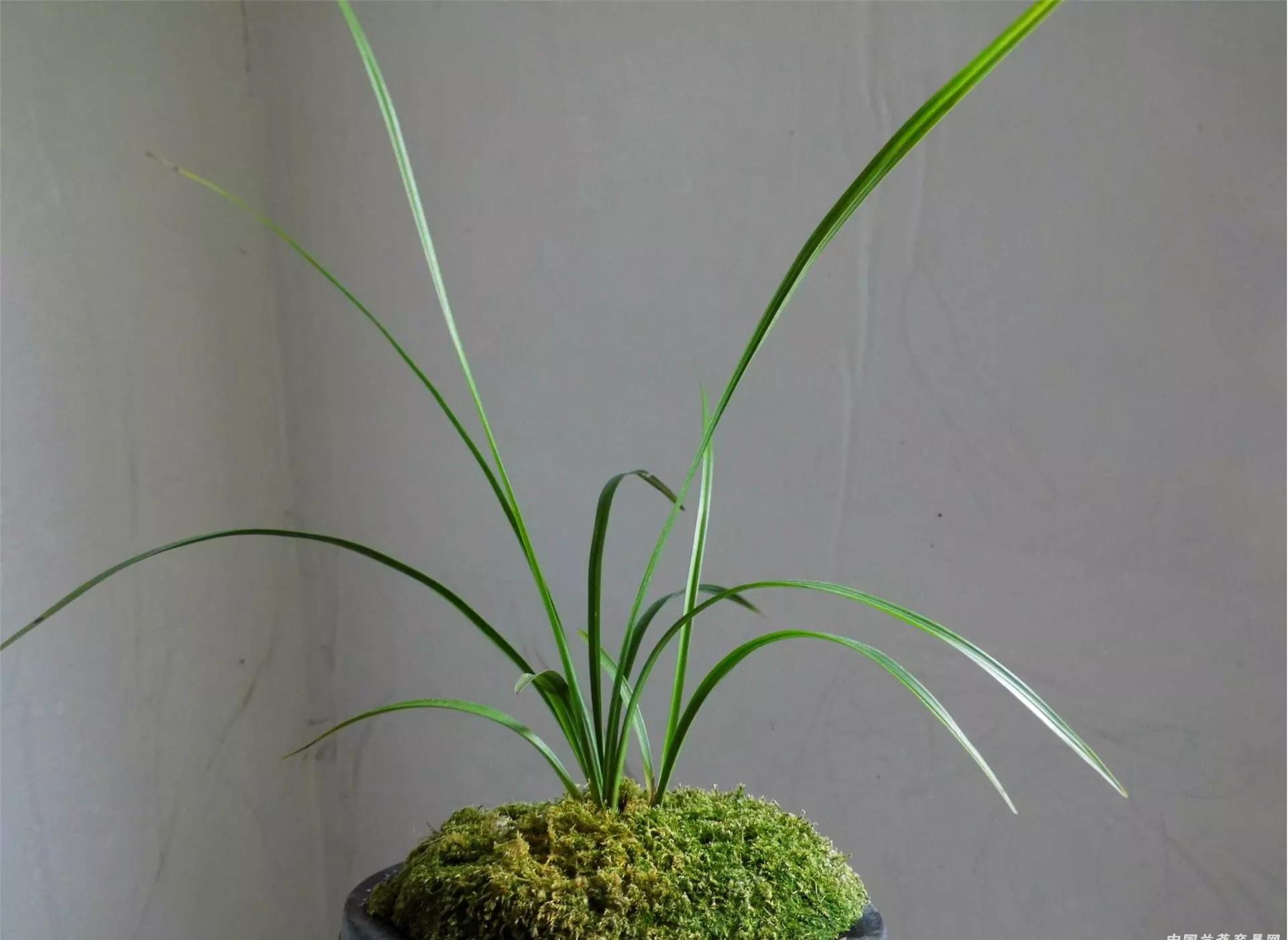 云南玉溪血红春兰,云南玉溪有哪些名贵兰花