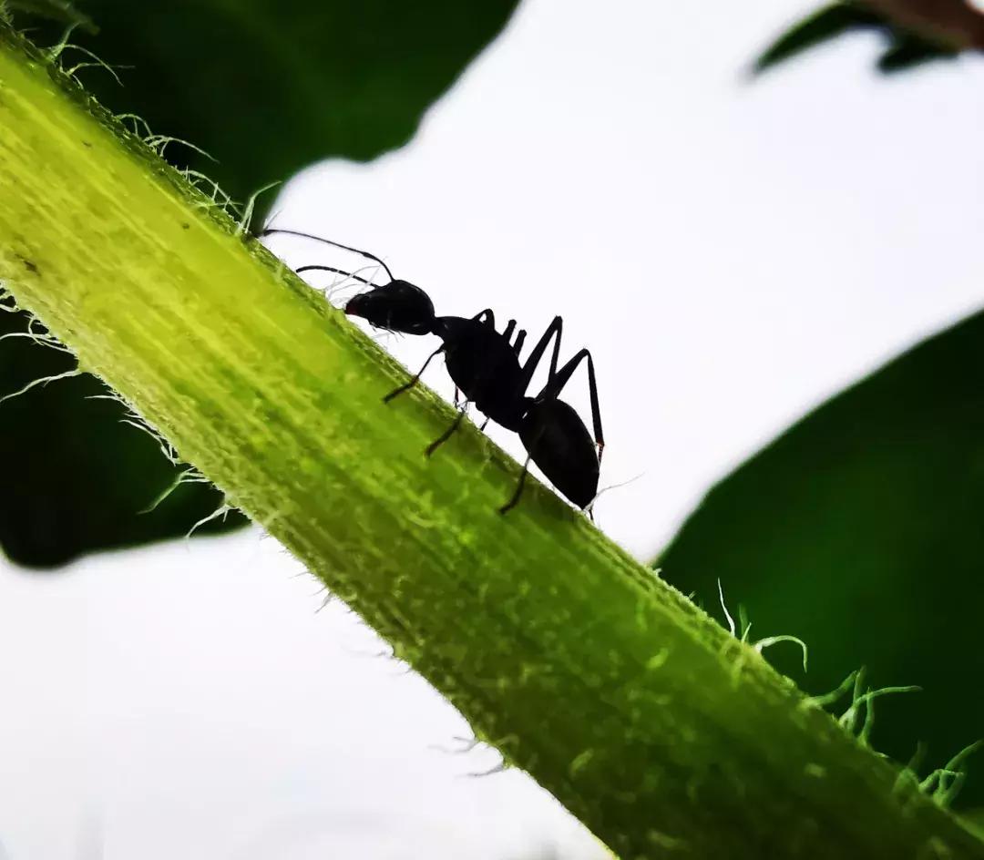 手机拍出的美照,原来用手机就能拍出这么美的照片