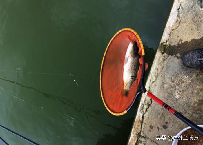 经常钓黑坑的人会怎么样,黑坑怎么做到钓不上鱼呢