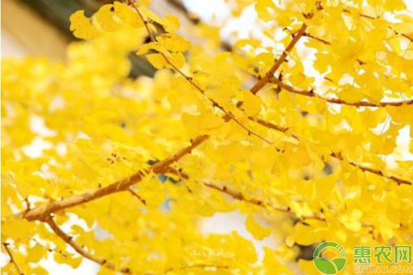 银杏树种植成本及利润,银杏树种植经济效益