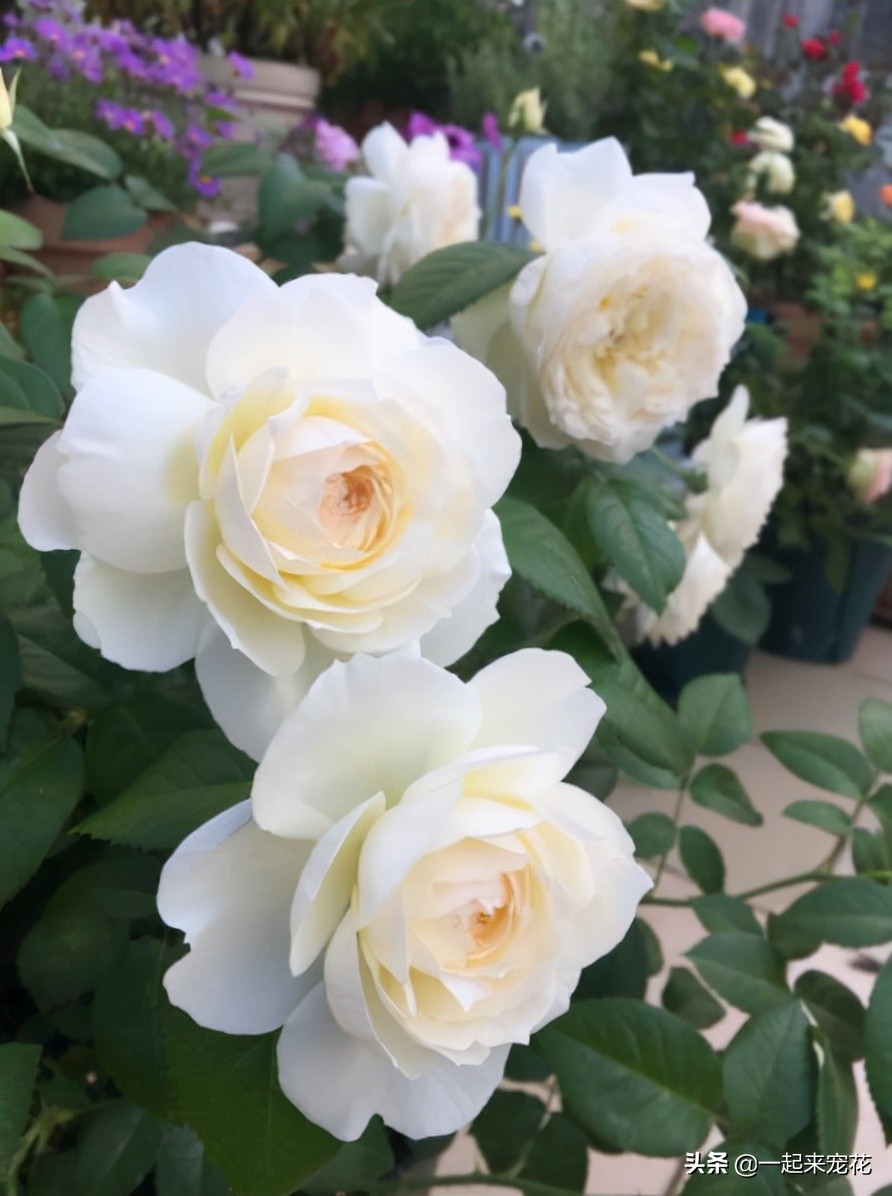 月季花名贵大气的品种,月季花香味排行榜