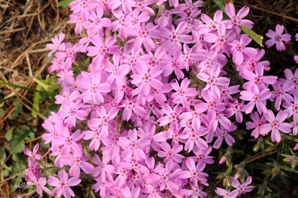 与樱花齐名的草坪—丛生福禄考