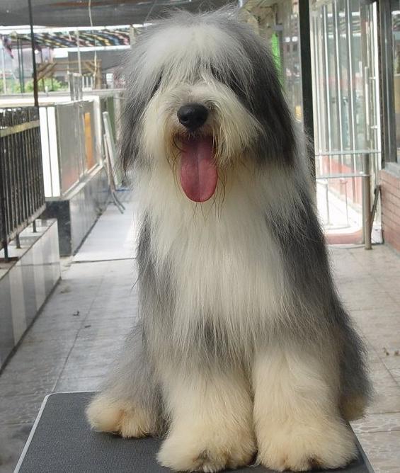 世上最罕见的狗品种图片,全世界狗品种视频