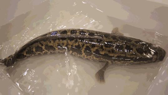 鱼类特点,鱼类特征