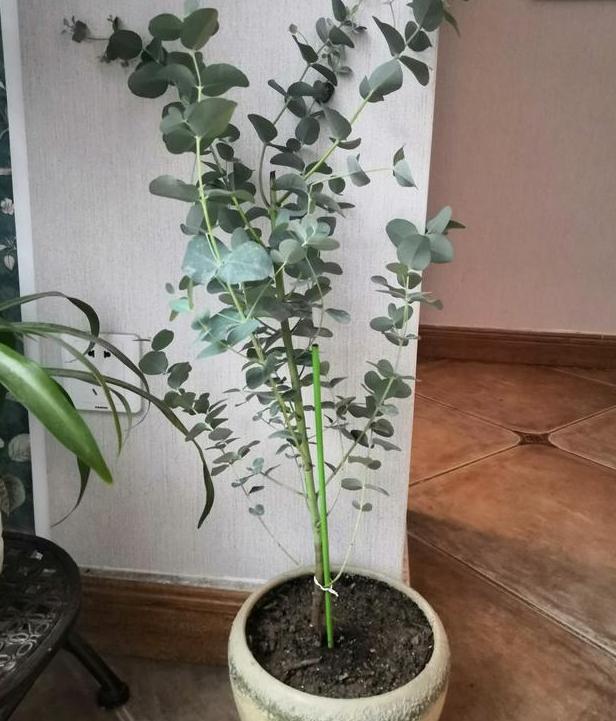 原叶尤加利盆栽怎么养,最适合盆栽的尤加利品种