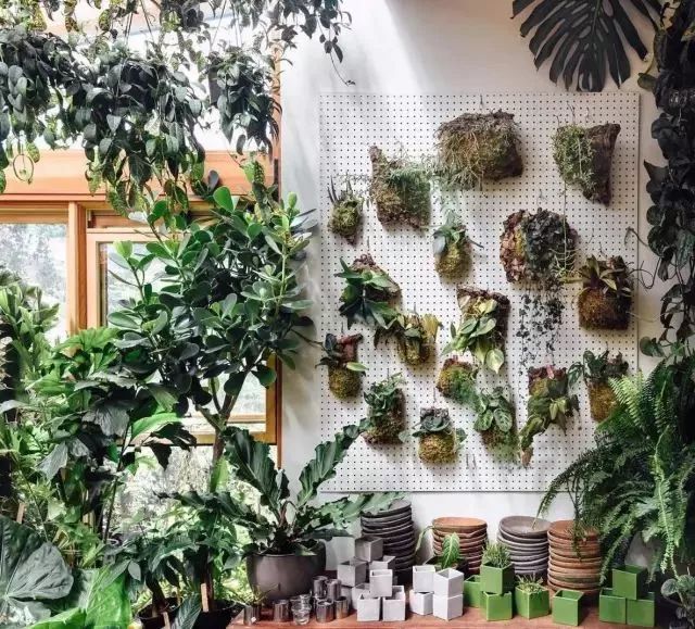 开一家植物美学小店,开一家属于自己的花店