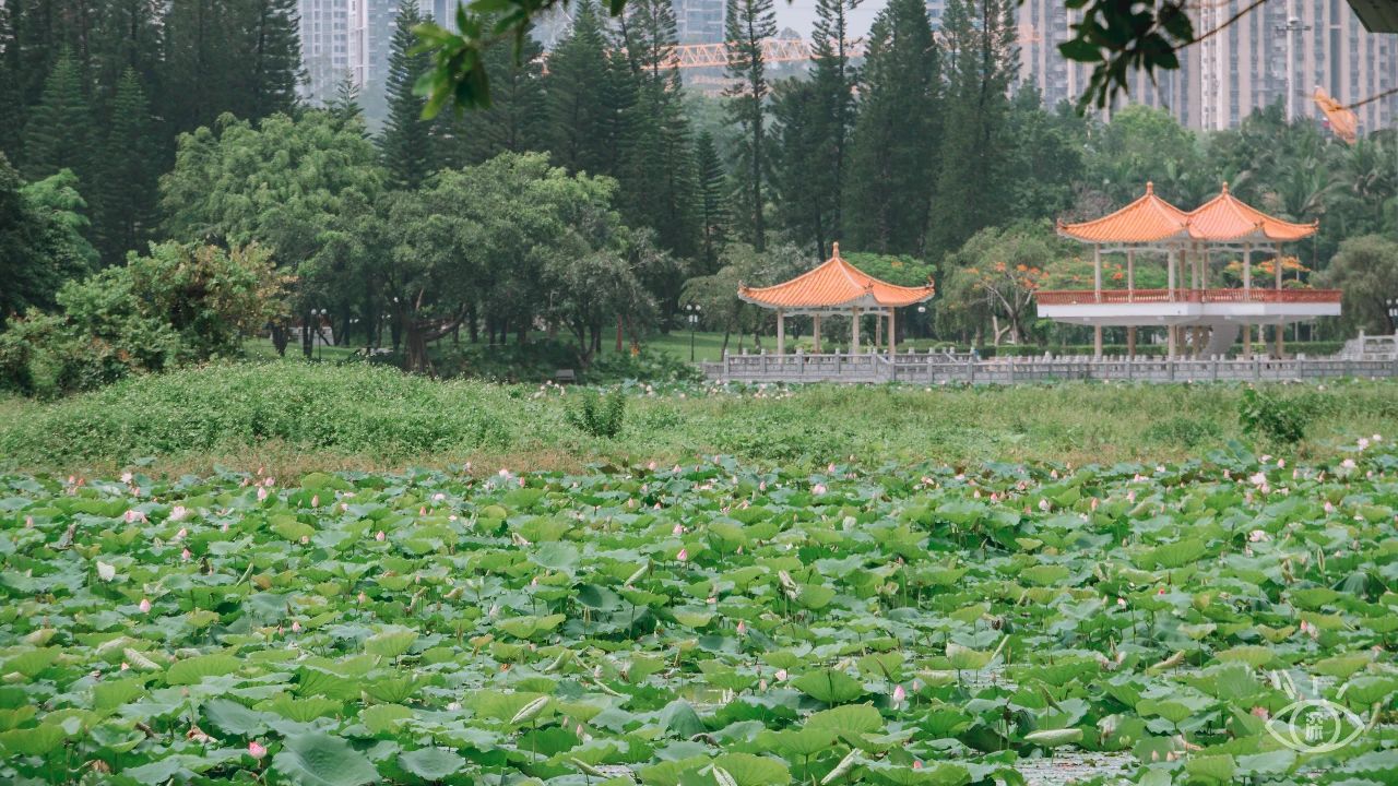 深圳洪湖公园7月18号还有荷花吗,深圳洪湖公园现在有荷花开吗