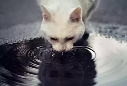 猫感染球虫滴虫用什么驱虫药,猫咪球虫滴虫怎么治疗最有效