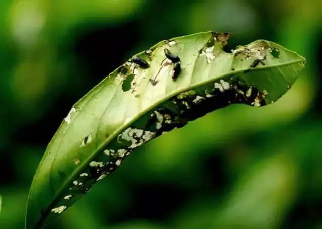 柑橘12月有什么病害虫害,柑橘全年病害虫害最新防治方法