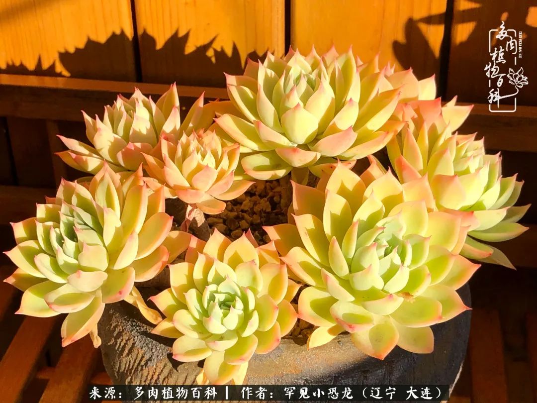 颗粒土除了种多肉还可以种什么,想养动物该怎么养