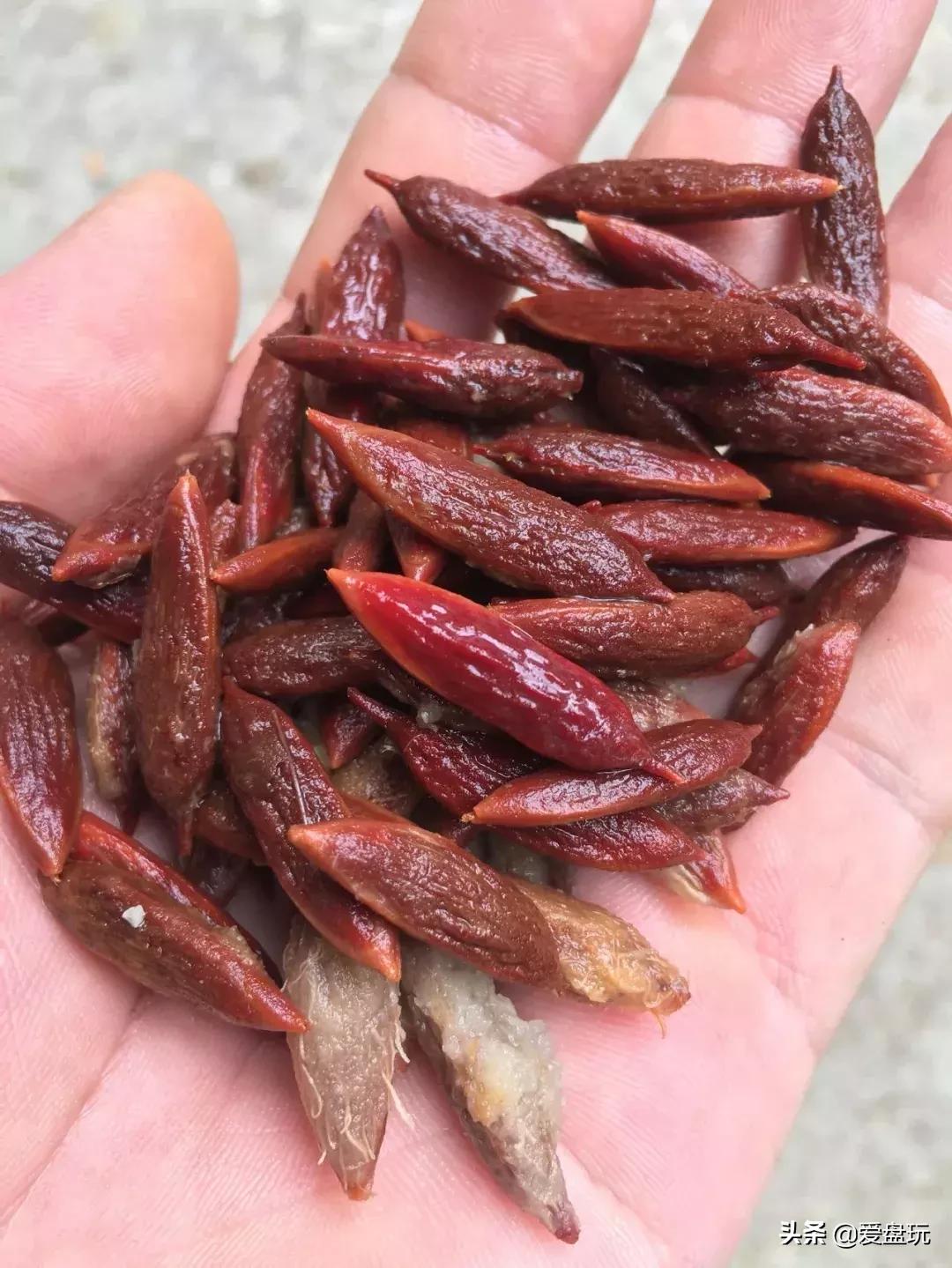 服了！玩手串，原来可以这么拉风