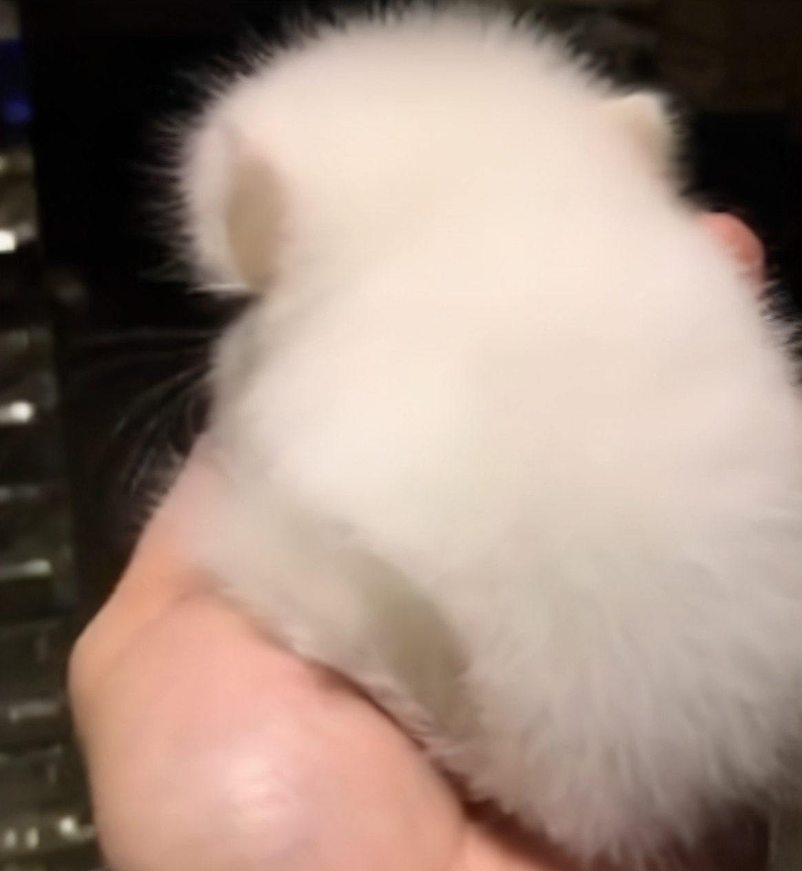 宫崎骏龙猫抱着小龙猫 (有一种可爱叫宫崎骏眼里的龙猫)