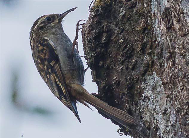 广东常见鸟类图谱和名称图文,东江揽胜鸟类