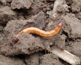 山药种植过程中有哪些病虫害,种植的山药为什么畸形
