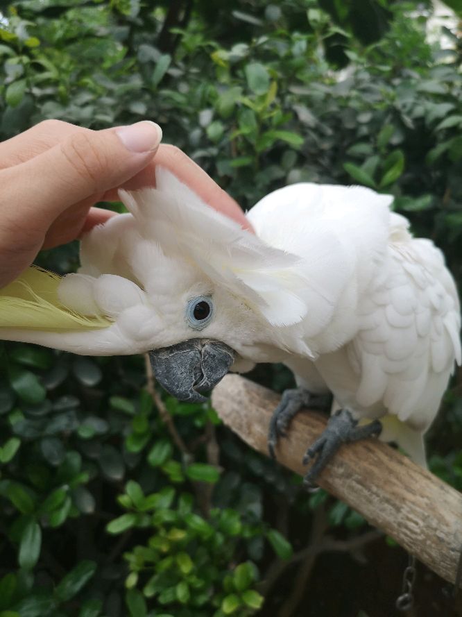 鹦鹉园里鹦鹉真不少，认识3种以上，当之无愧鹦鹉界老司机