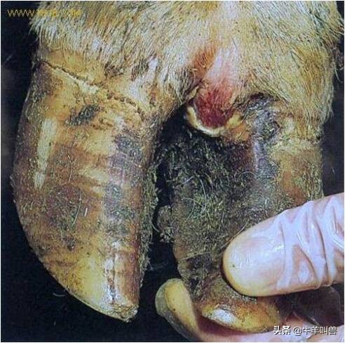 羊流产的原因及防治方法,羊流产是什么原因造成