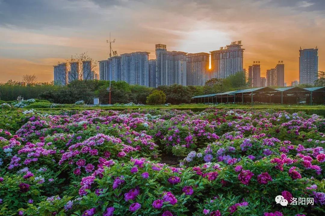 洛阳向全球推介,洛阳向世界发出邀请