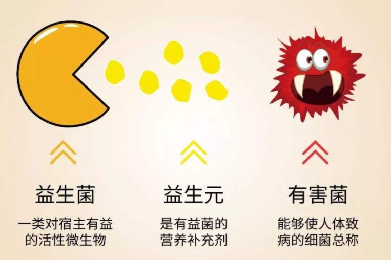 益生菌、益生元、膳食纤维，都是肠道的朋友？别再傻傻分不清？