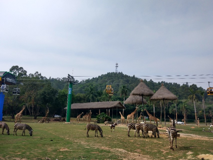 广州长隆野生动物世界二日游,广州长隆野生动物世界步行游览区