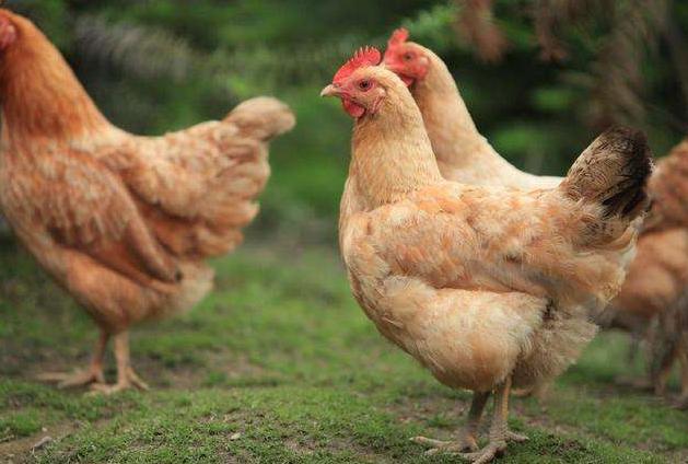 禽大肠杆菌症状及治疗方法,大肠杆菌在养殖中的预防