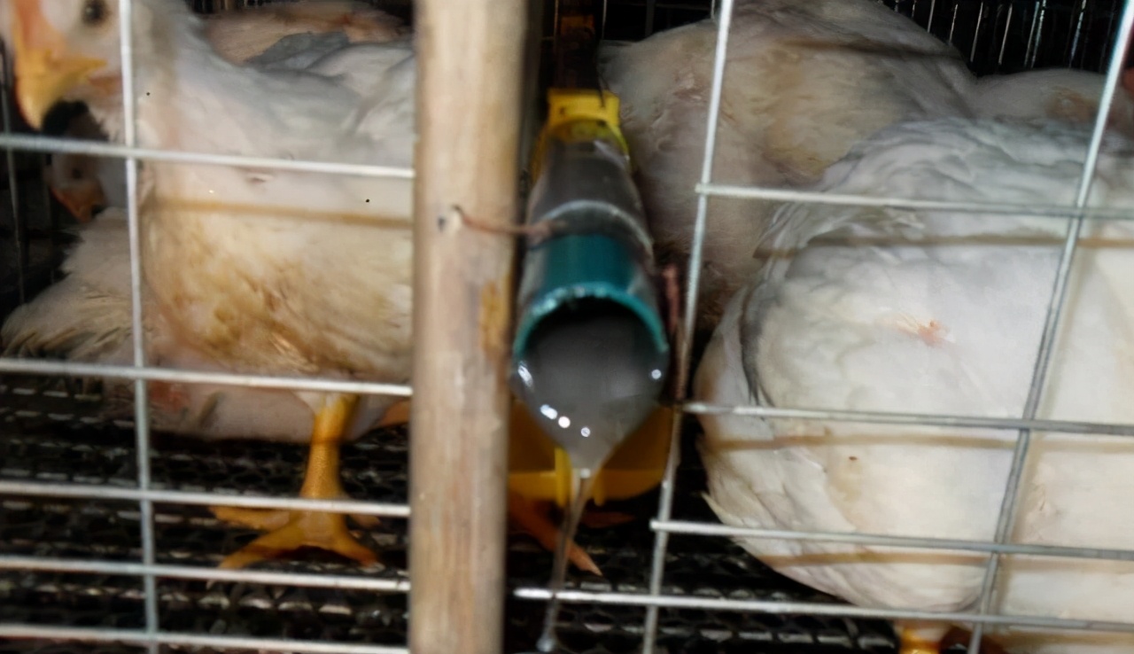 笼养肉鸡夏季管理,笼养肉鸡的管理