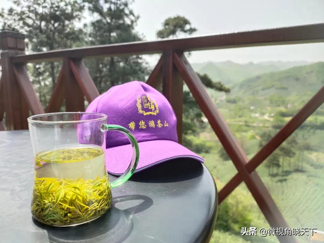 带你看看信阳的茶山美景,信阳浉河茶山直播