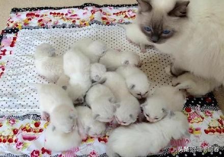 猫难产怎么挽救,猫难产是什么原因造成的