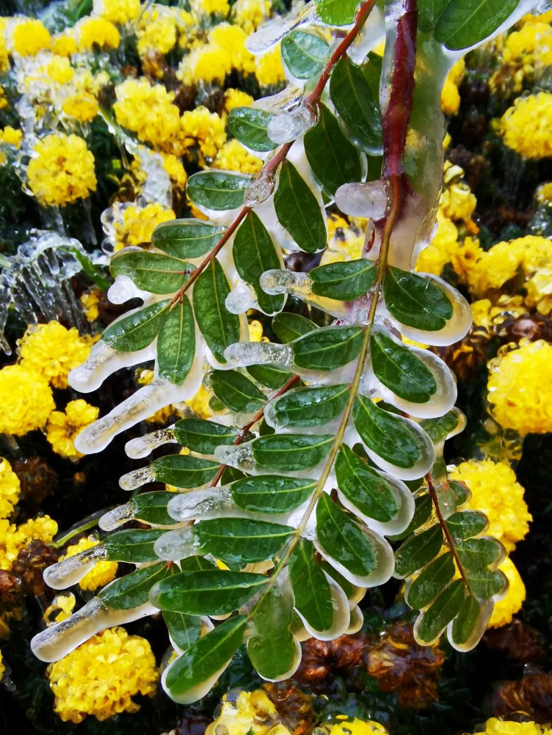 大寒潮小寒潮,寒潮带来大范围降雪
