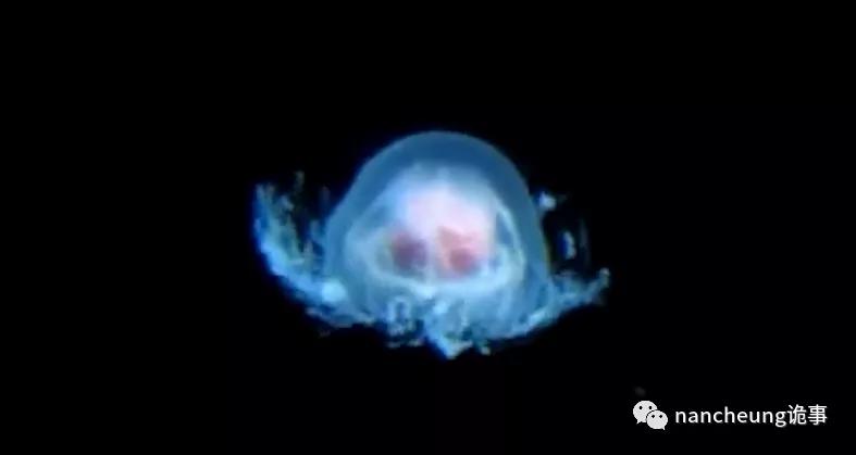 深海迷航第49天神秘生物,深海海底神秘的10种生物