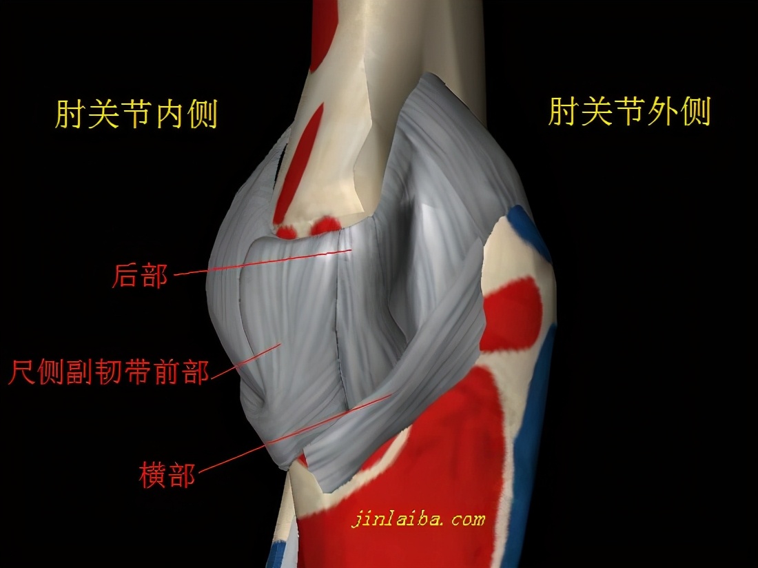 肘关节韧带重建康复流程,肘关节副韧带断裂术后康复训练