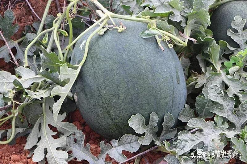 弥勒千亩西瓜熟了！黄心瓜、红心瓜、小香瓜…你喜欢哪种？