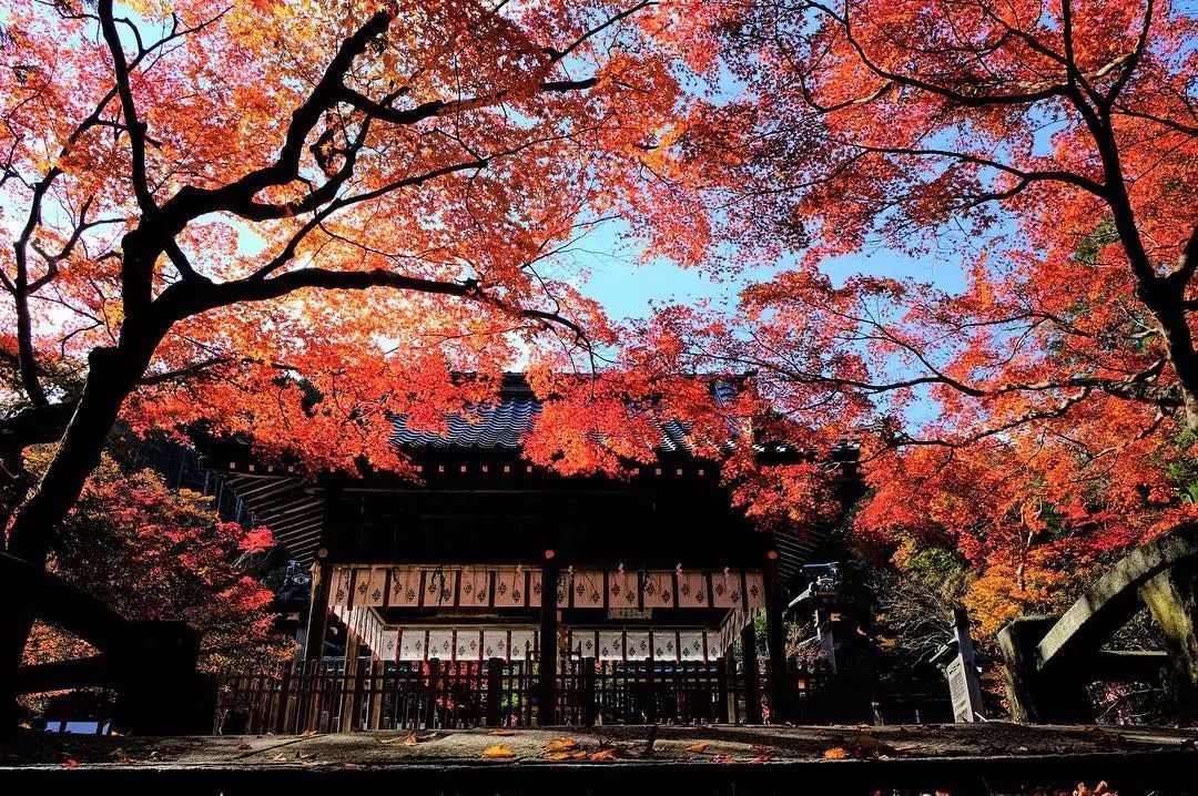 做个‘追枫少女’领略红叶之美！