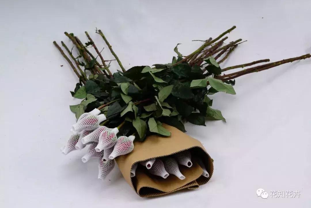 3分钟告诉你“有网玫”和“无网玫”到底意味着什么？