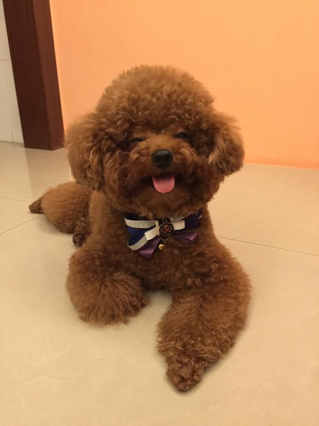 如何引导泰迪去厕所大小便,泰迪1-3个月如何训练定点大小便