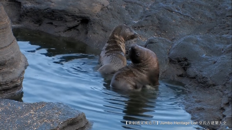 世界上最长寿的象龟多少岁,迄今发现最长寿的龟