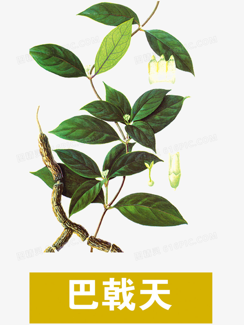 巴戟天生于山谷林下,巴戟天生长在哪些地区