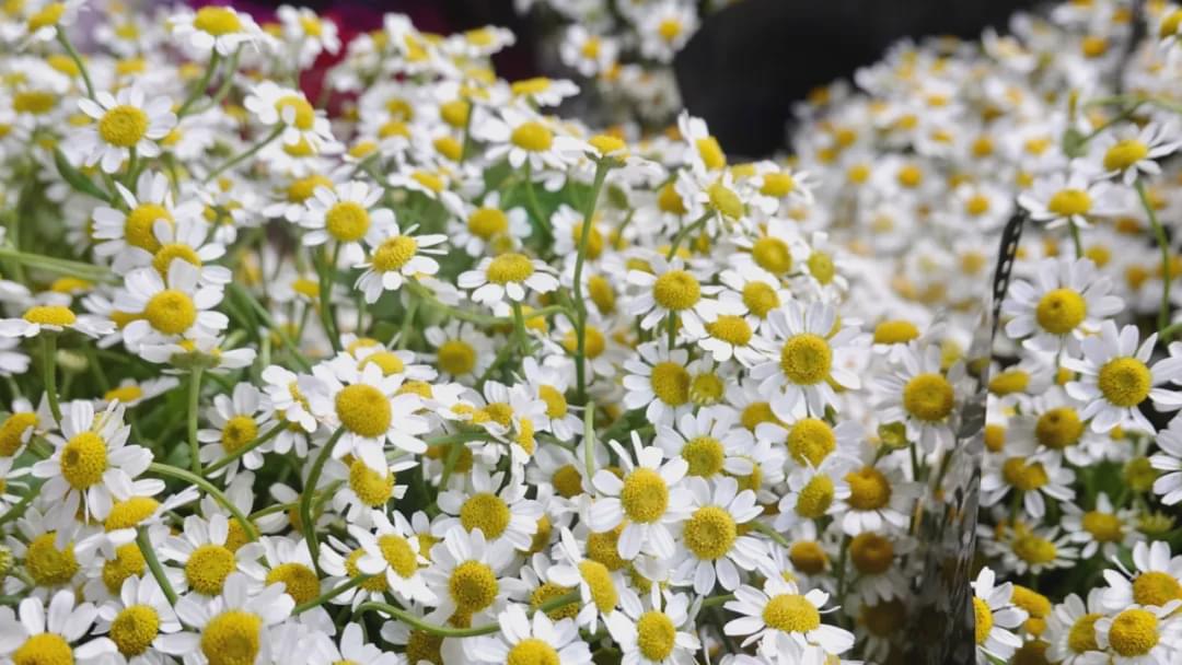 乌鲁木齐附近最便宜的花市,乌鲁木齐市花街在哪里