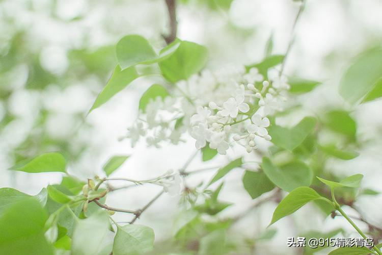 恋恋青岛，春深似海