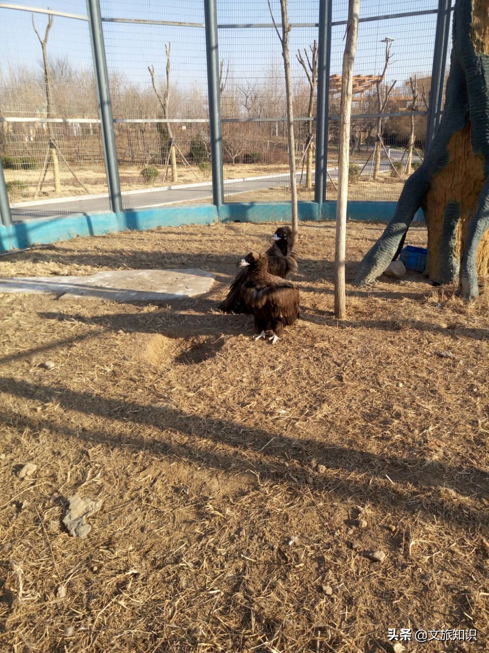 山东德州动植物园旅游区,德州市动植物园视频