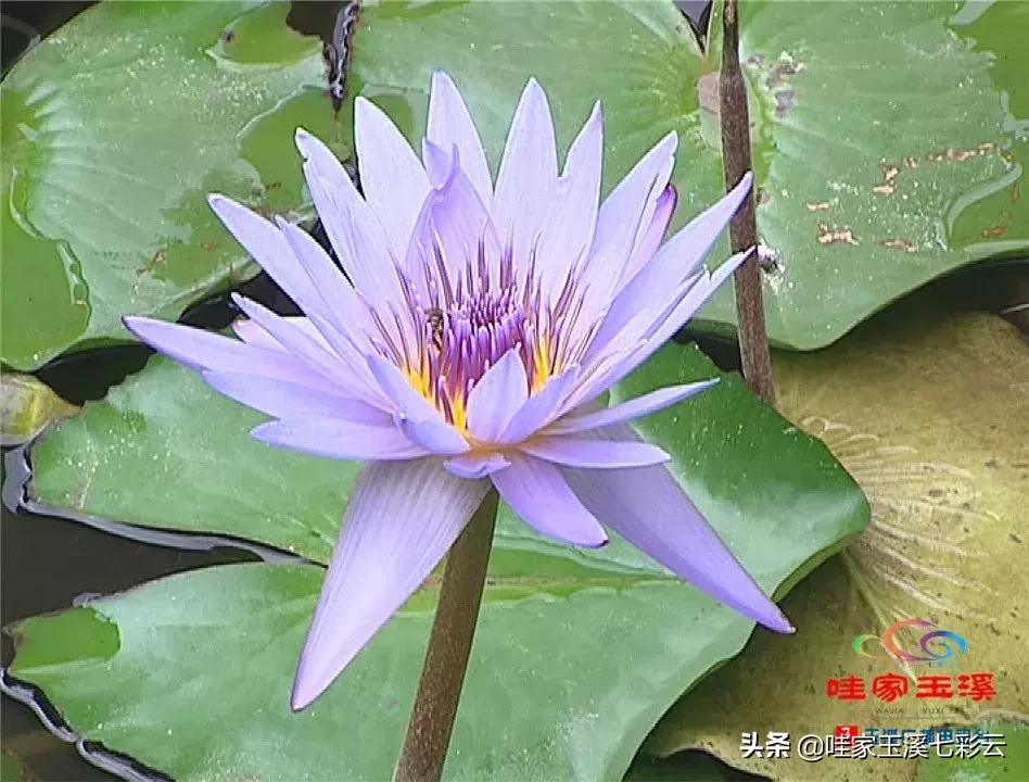 迷人！这里的“花中睡美人”盛开了